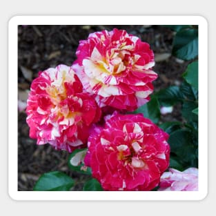 Three Carnations Sticker